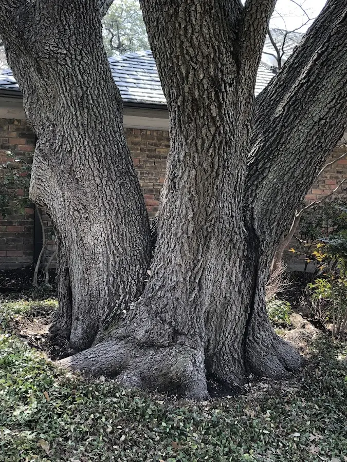 Mature heritage tree close to a Rockvale property cared for by certified arborists